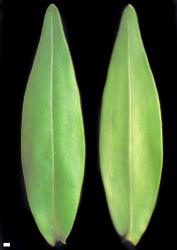 Veronica bishopiana. Leaf surfaces, adaxial (left) and abaxial (right). Scale = 1 mm.
 Image: W.M. Malcolm © Te Papa CC-BY-NC 3.0 NZ